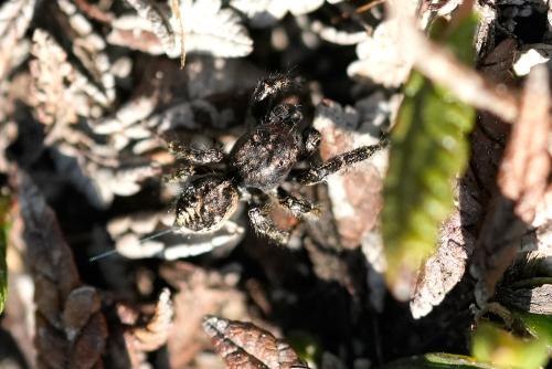 Pellenes lapponicus